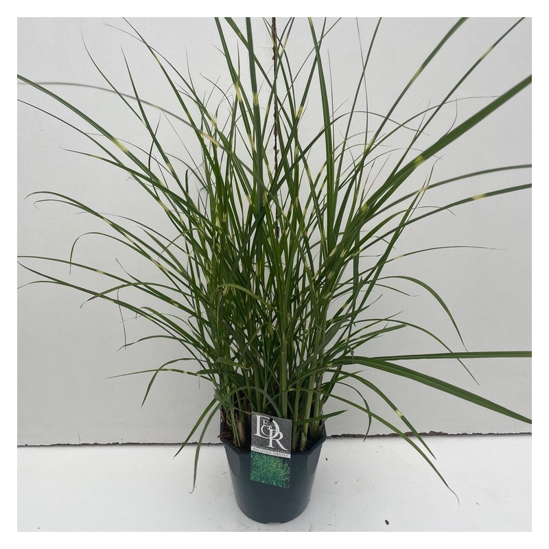 roseau de Chine - eulalie - miscanthus strictus en pot de 3 litres roseau de Chine - eulalie - miscanthus strictus en pot de 3 litres