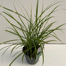 roseau de Chine - eulalie - miscanthus strictus en pot de 2 litres