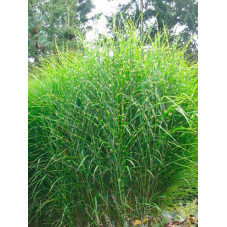 roseau de Chine - miscanthus sinensis strictus