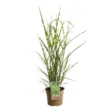 miscanthus sinensis Strictus en pot de 3 litres - feuillage panache vert et jaune