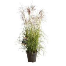 Roseau de Chine Ferner Osten  en pot de 12 litres 100/120 cm
