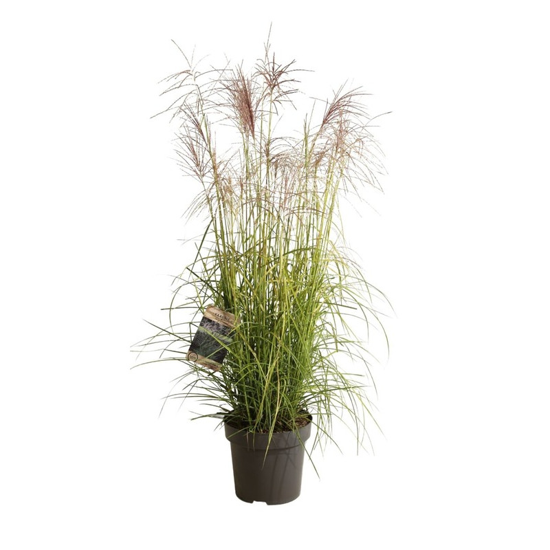 Roseau de Chine Ferner Osten  en pot de 12 litres 100/120 cm