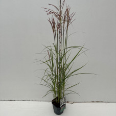Roseau de Chine - miscanthus Ferner Osten en pot de 2 litres