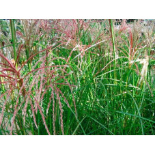 Roseau de Chine - miscanthus Ferner Osten période estivale