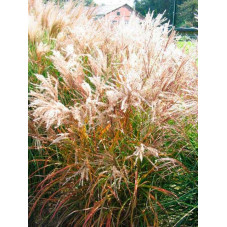 Roseau de Chine - miscanthus Ferner Osten en période hivernale