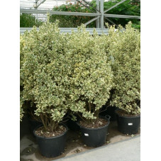 Fusain panaché ( euonymus japonica bravo )