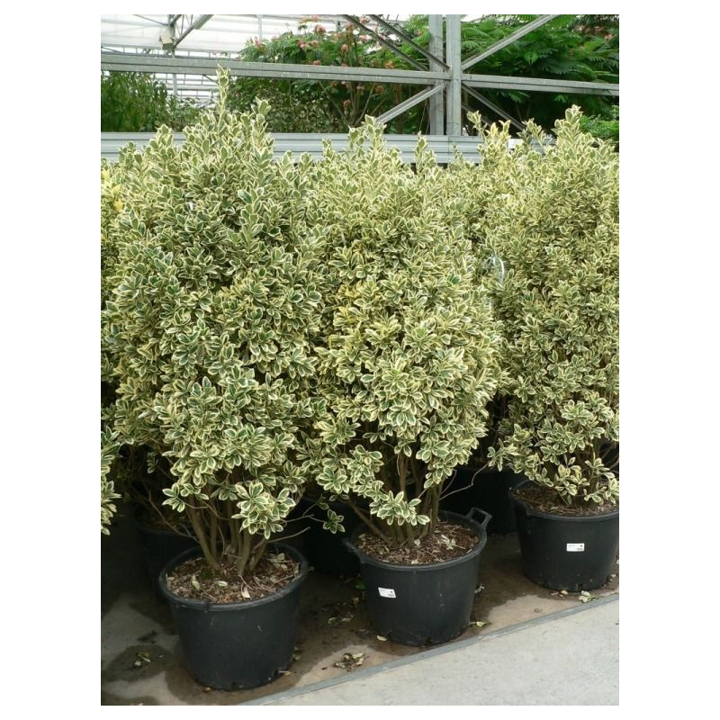 vente de fusain panaché (euonymus japonica bravo)