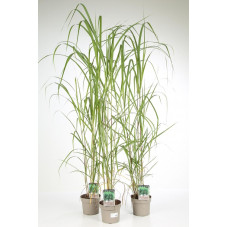 miscanthus géant en pot de 3 litres