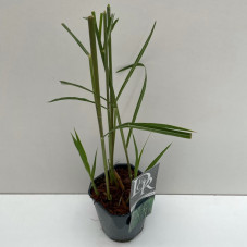 miscanthus géant en pot de 2 litres