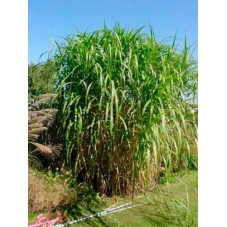 miscanthus géant - herbe à éléphant