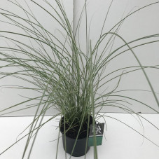 miscanthus Morning light en pot de 3 litres