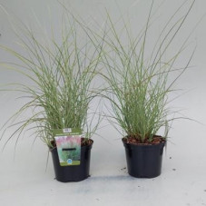 miscanthus Morning light en pot de 2 litres