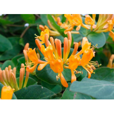 chèvrefeuille xtelmanniana en fleurs. Floraison jaune orange de mai à aout