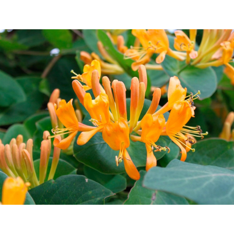 chèvrefeuille xtelmanniana en fleurs. Floraison jaune orange de mai à aout chèvrefeuille xtelmanniana en fleurs. Floraison jaune orange de mai à aout