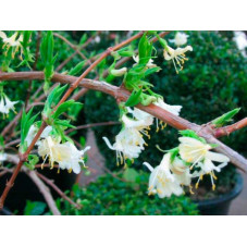 chèvrefeuille fragrantissima à fleurs blanches. Floraison parfumée de décembre à Mars.