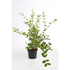 chèvrefeueille d'hiver - fragrantissima à fleurs blanches en pot de 3 litres