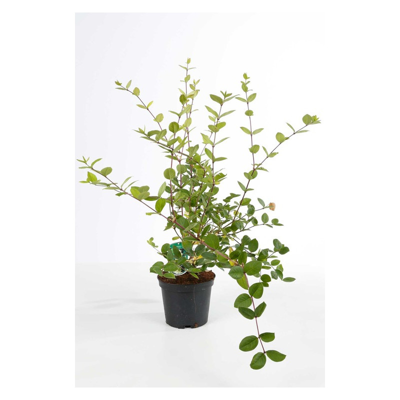 chèvrefeueille d'hiver - fragrantissima à fleurs blanches en pot de 3 litres chèvrefeueille d'hiver - fragrantissima à fleurs blanches en pot de 3 litres