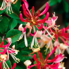 chèvrefeuille des bois. Floraison blanche et rouge de juillet à septembre.
