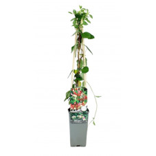 chèvrefeuille des bois en pot de 2 litres