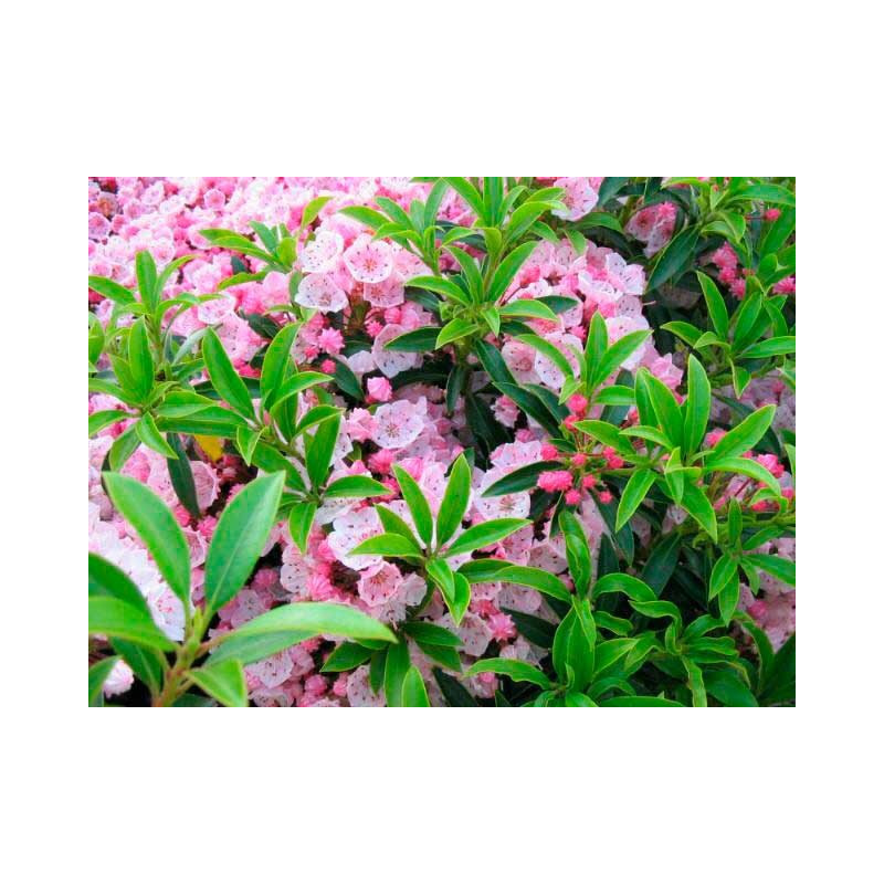 fleurs du kalmia latifolia. Floraison en mai juin fleurs du kalmia latifolia. Floraison en mai juin