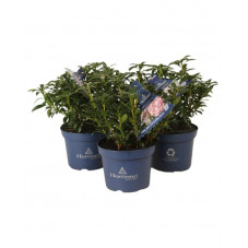 laurier des montagnes - kalmia latifolia en pot de 3 litres
