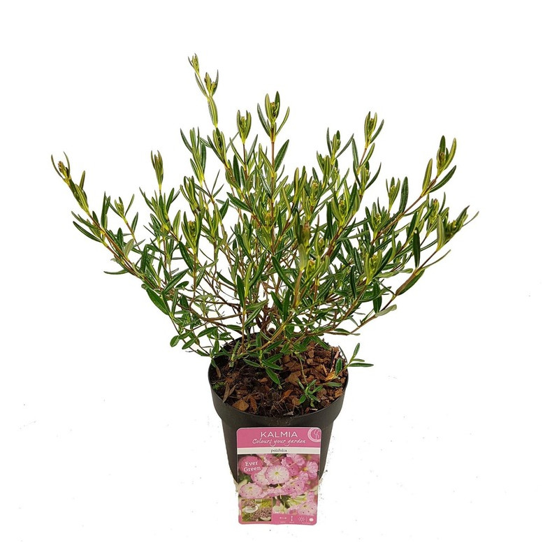 kalmia à feuilles d'Andromède en pot de 2/3 litres -20/25 cm kalmia à feuilles d'Andromède en pot de 2/3 litres -20/25 cm