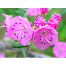 fleurs du kalmia à feuilles d'andromède. Floraison en mai juin de couleur rose pourpre