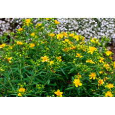 Fleurs du millepertuis de Kalmian Gemo. Floraison de juillet à octobre