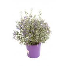 germandrée azuréum en pot de 3 litres