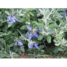fleurs bleues du germandrée azuréum de mars à juillet