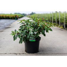 viorne augustifolium en pot de 10 litres - 40/50 cm