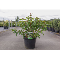 viorne augustifolium en pot de 3 5 litres