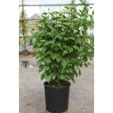 viorne dentée blue muffin en pot de 12 litres 60/80 cm