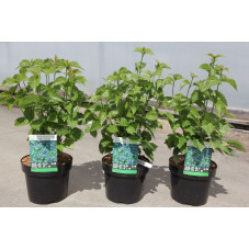 viorne dentée 40/50 en pot de 3.5 litres
