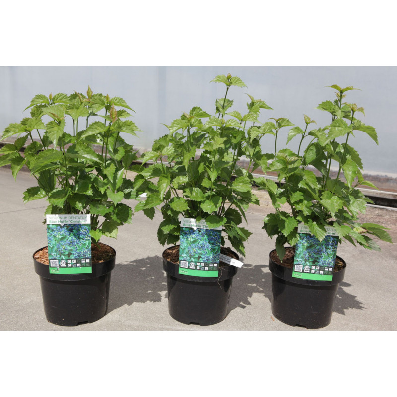viorne dentée 40/50 en pot de 3.5 litres viorne dentée 40/50 en pot de 3.5 litres