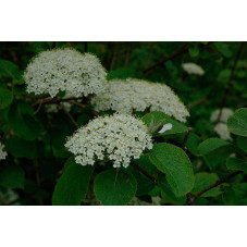 fleurs du viburnum
