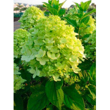 fleurs de l'hortensia paniculé limelight. Floraison blanche de juillet à octobre