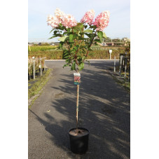 hortensia paniculé Pinky Winky en demi - tige pot de 12 litres