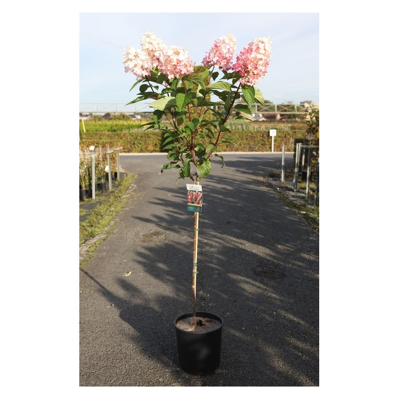 hortensia paniculé Pinky Winky en demi - tige pot de 12 litres hortensia paniculé Pinky Winky en demi - tige pot de 12 litres