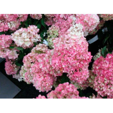 fleurs de l'hortensia Vanille fraise
