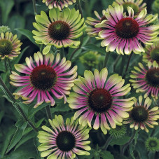 echinacea - rudbeckia green twister. Floraison de juillet à octobre.