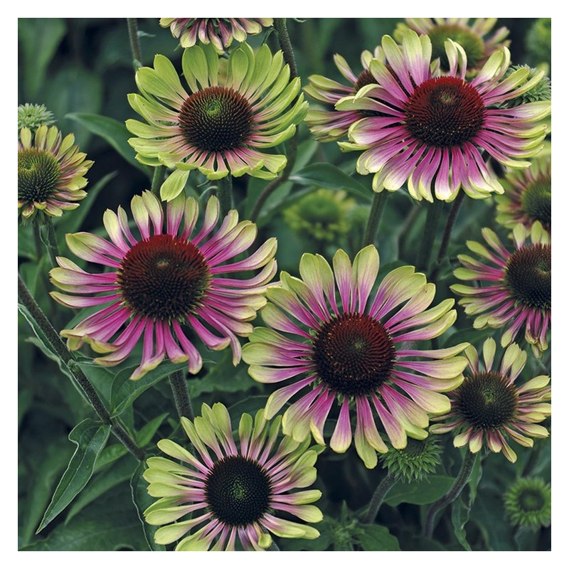 echinacea - rudbeckia green twister. Floraison de juillet à octobre. echinacea - rudbeckia green twister. Floraison de juillet à octobre.