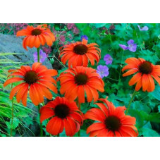 rudbeckia tangerine dream. Floraison estivale de juillet à octobre