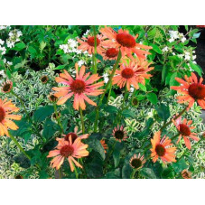 rudbeckia sundown. Floraison en été de juillet à septembre