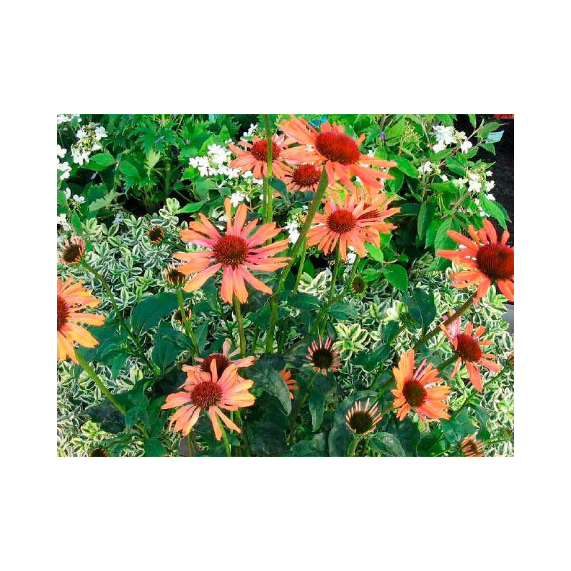 rudbeckia sundown. Floraison en été de juillet à septembre rudbeckia sundown. Floraison en été de juillet à septembre