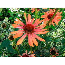 fleurs de la rudbeckia Sundown