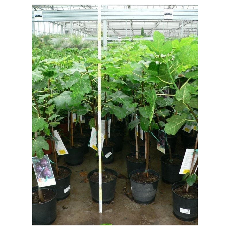 Ficus carica  (figuier)  mini tige