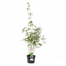 bambou fargesia pingwu en pot de 19 cm