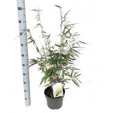 fargesia pingwu en pot de 23 cm