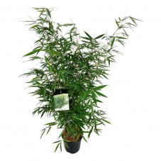 fargesia pingwu en pot de 6 litres 100/120 cm